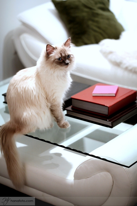 rag doll cat with albums